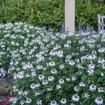 Scaevola aemula Whirlwind® 'White' (060875)