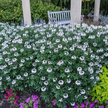 Scaevola aemula Whirlwind® 'White' (060876)