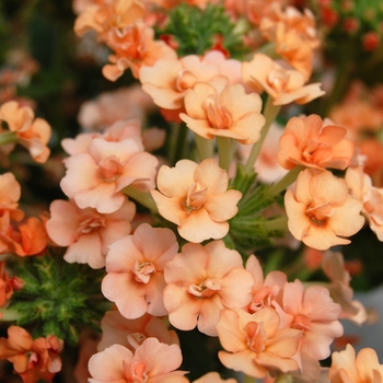 Verbena 'Corsage Peach' (061320)