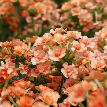 Verbena 'Corsage Peach' (061321)