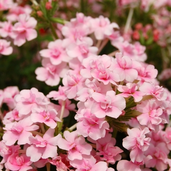 Verbena 'Corsage Light Pink' (061323)