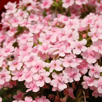 Verbena 'Corsage Light Pink' (061324)