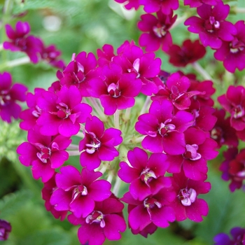 Verbena 'Corsage Purple' (061326)