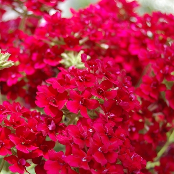 Verbena 'Corsage Wine' (061328)