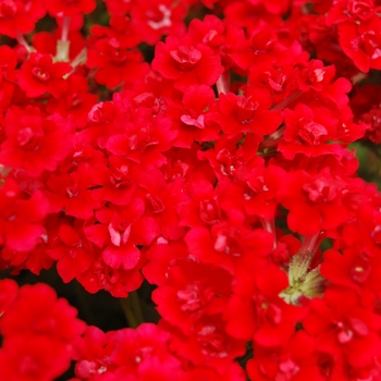 Verbena 'Corsage Red' (061330)