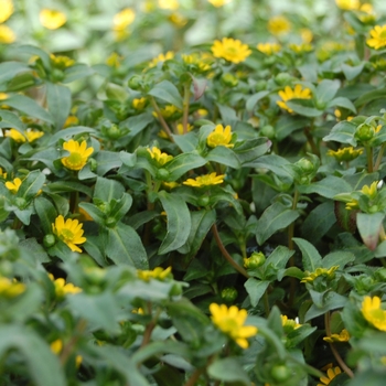 Sanvitalia procumbens 'Solaris® Yellow' (061336)