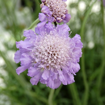 Scabiosa japonica 'Blue Diamonds' (061339)