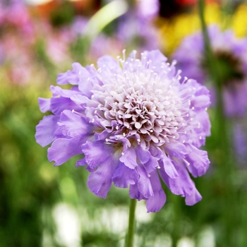 Scabiosa japonica 'Blue Diamonds' (061340)