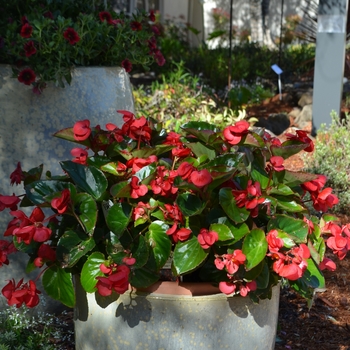 Begonia benariensis Surefire® '' (061463)