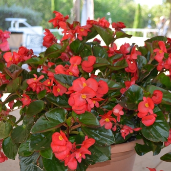 Begonia benariensis Surefire® '' (061465)