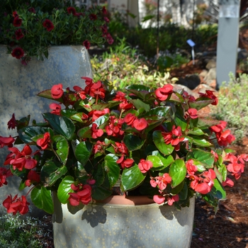 Begonia benariensis Surefire® '' (061467)