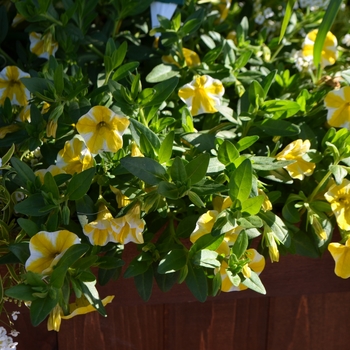 Calibrachoa Superbells® 'Lemon Slice' (061473)