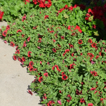 Calibrachoa Superbells® 'Pomegranate Punch™' (061475)