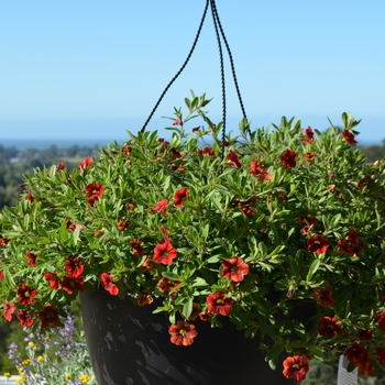 Calibrachoa Superbells® 'Spicy' (061477)