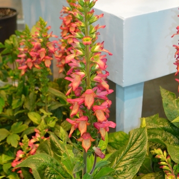 Digitalis x valinii Illumination® 'Flame' (061570)