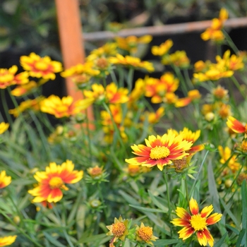 Coreopsis L'il Bang™ 'Daybreak' (061572)