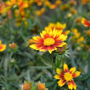 Coreopsis L'il Bang™ 'Daybreak' (061573)