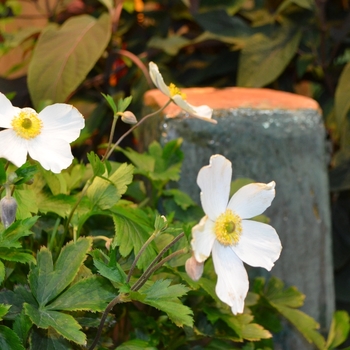 Anemone 'Wild Swan™' (061580)