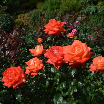 Rosa 'Octoberfest' (061582)