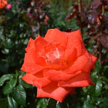 Rosa 'Octoberfest' (061584)