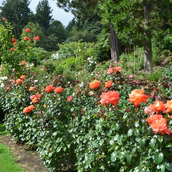 Rosa 'Octoberfest' (061587)