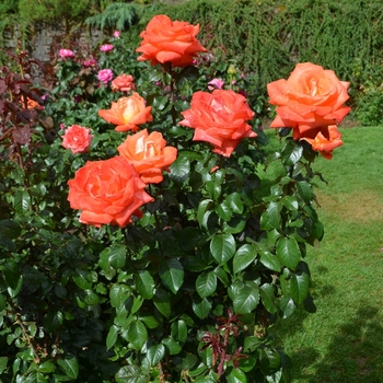 Rosa 'Octoberfest' (061595)