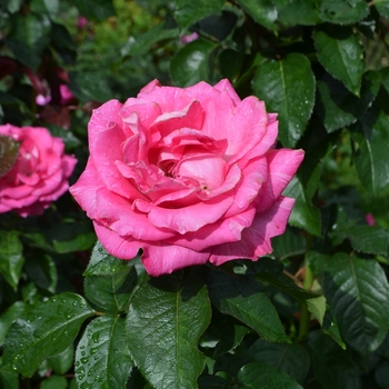 Rosa 'Crowd Pleaser' (061622)