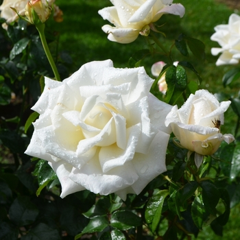 Rosa 'Full Sail' (061624)