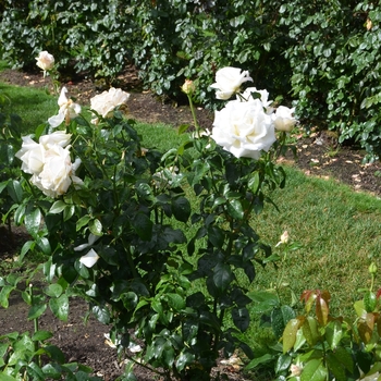 Rosa 'Full Sail' (061625)