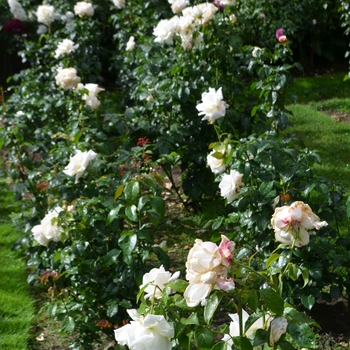 Rosa 'Full Sail' (061626)