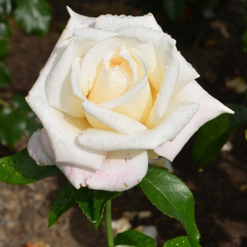 Rosa 'Full Sail' (061628)