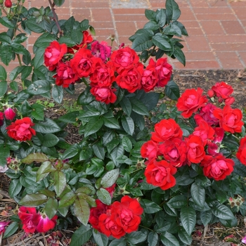 Rosa Kolorscape® 'Cheri™' (061677)