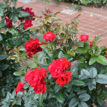 Rosa Kolorscape® 'Cheri™' (061678)