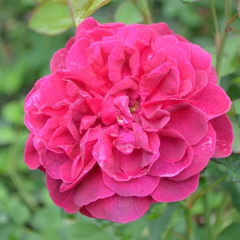 Rosa 'Darcey Bussell' (061680)