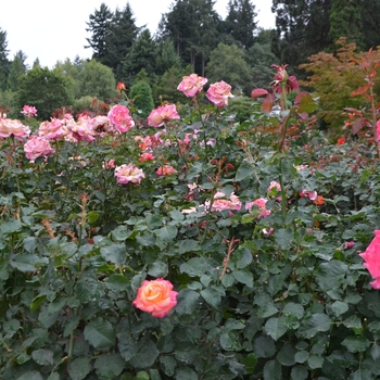 Rosa 'Dream Come True' (061684)