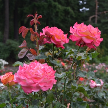 Rosa 'Dream Come True' (061685)