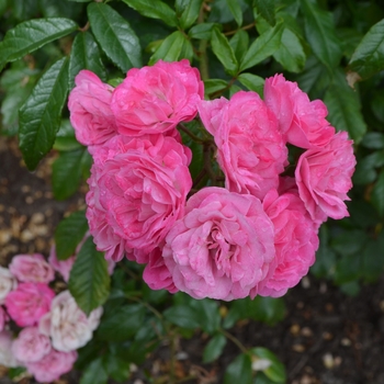 Rosa 'Gartendirektor Otto Linne' (061799)