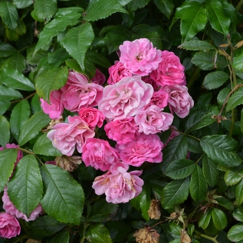 Rosa 'Gartendirektor Otto Linne' (061800)