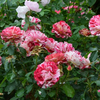 Rosa 'George Burns' (061802)