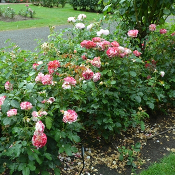 Rosa 'George Burns' (061804)