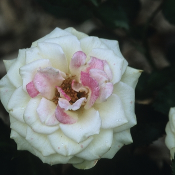 Rosa 'Gracie Allen' (061820)