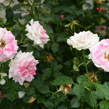 Rosa 'Gracie Allen' (061821)