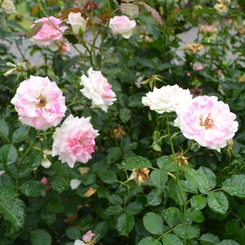 Rosa 'Gracie Allen' (061822)