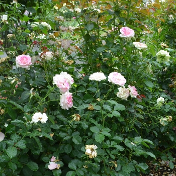 Rosa 'Gracie Allen' (061823)