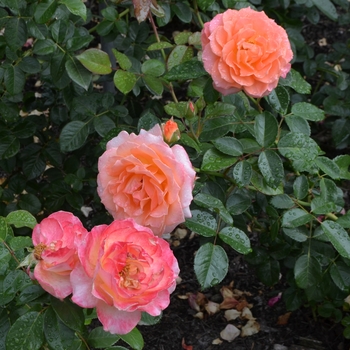 Rosa 'Jump for Joy' (061825)