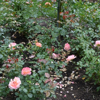 Rosa 'Jump for Joy' (061827)