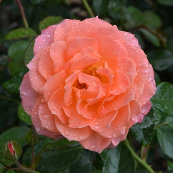 Rosa 'Jump for Joy' (061829)