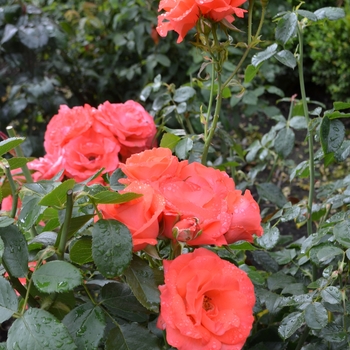 Rosa 'Orangeade' 