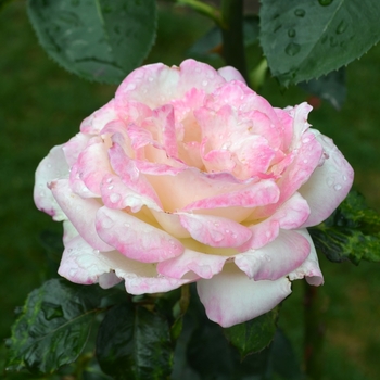 Rosa 'Princess de Monaco' (061870)