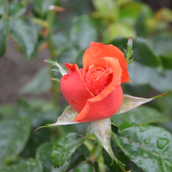 Rosa 'Remember Me®' (061882)